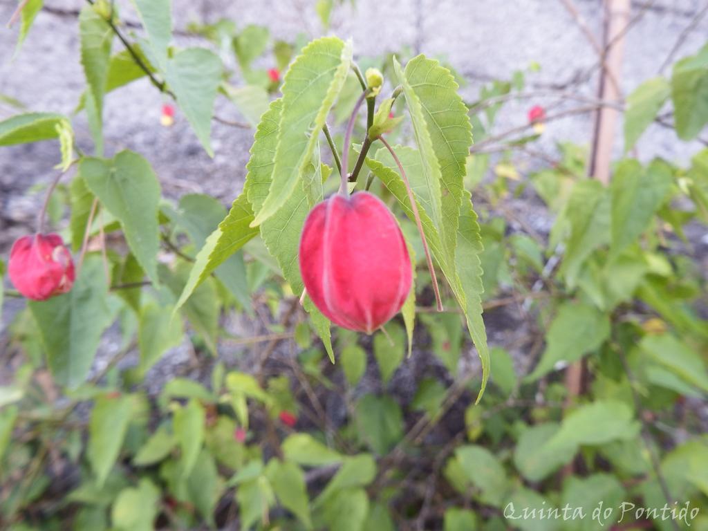 Quinta Do Pontido Βίλα Vieira do Minho Εξωτερικό φωτογραφία